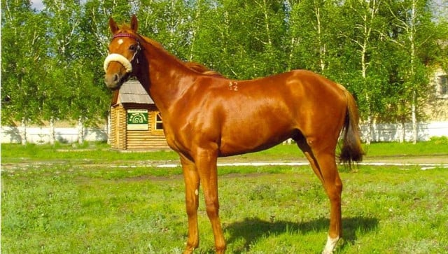 1698308075_loshad-HkhHnLTiYc.jpg