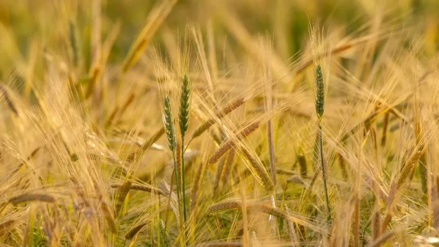 Объём экспорта пшеницы из Казахстана за год вырос на 17%