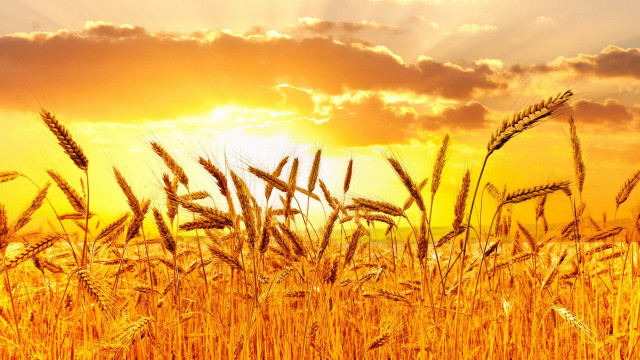 Казахстан установил абсолютный рекорд по экспорту пшеницы