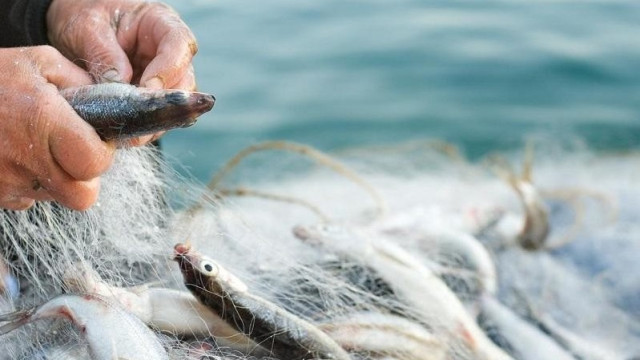 В Казахстане усилят господдержку рыбоводства