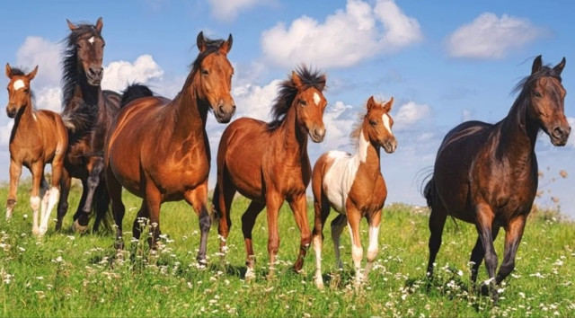 В Казахстане выросло поголовье лошадей
