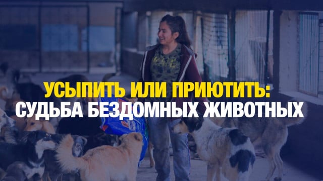 Депутаты предложили усыплять бродячих собак спустя 15 дней после отлова