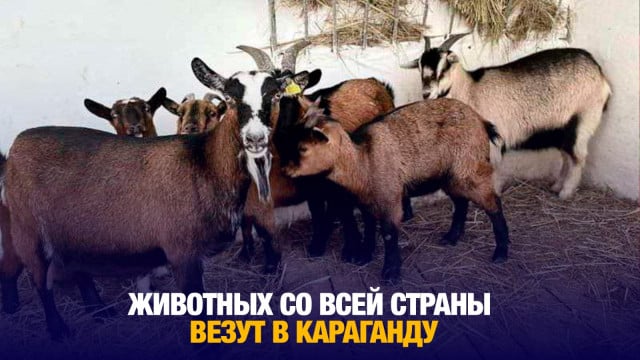 Неожиданное пополнение