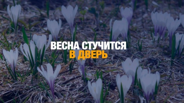 Подснежники на юге