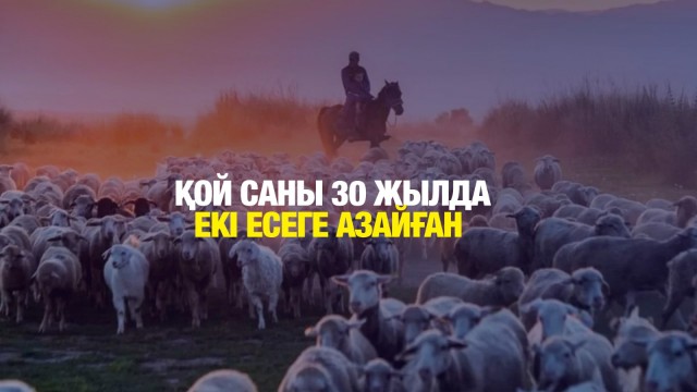 Қой шаруашылығы құлдырап барады