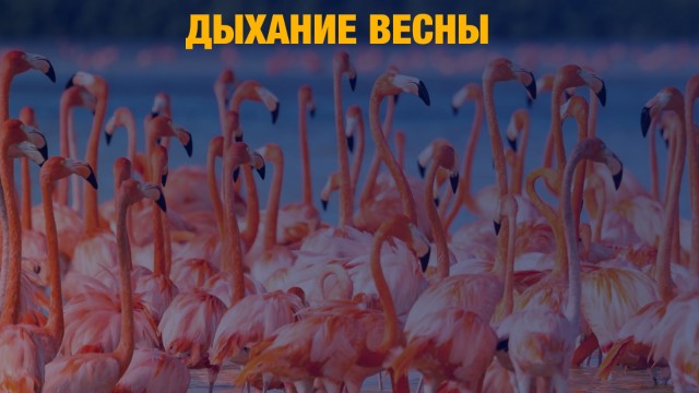 Фламинго прилетели в Казахстан