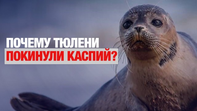 Непогода выгнала на сушу