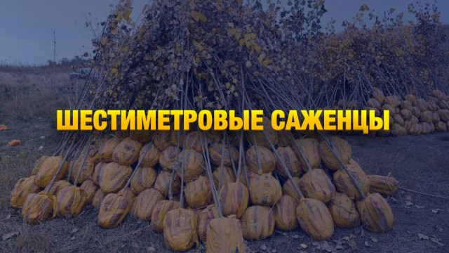 2 тысячи деревьев высадят в Алматы