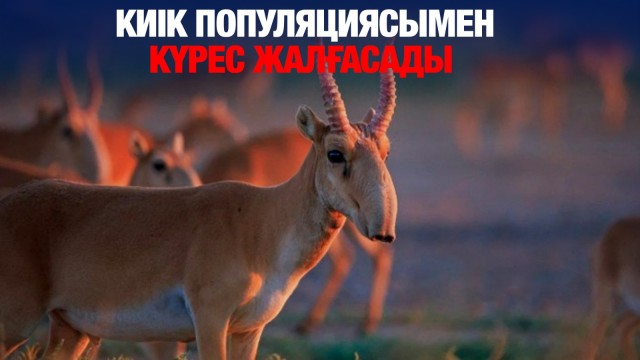 Киік популяциясымен күрес жалғасады