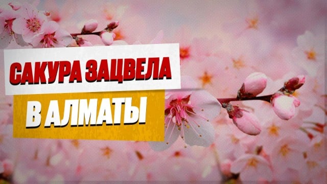 В Алматы зацвела сакура