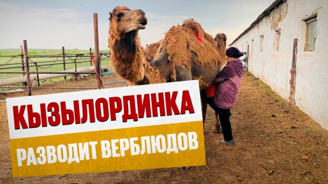 Королева степей: кызылординка добилась успеха в разведении верблюдов