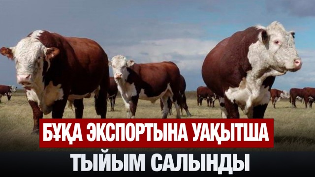 Бұқа экспортына уақытша тыйым салынды