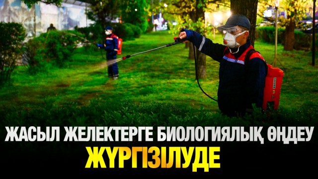 Алматы ағаштарын қорғаудың тың тәсілі