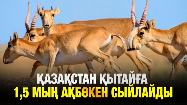Қазақстан Қытайға үкіметіне 1,5 мың ақбөкен береді