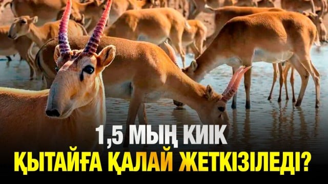 1,5 мың киік Қытайға қалай жеткізіледі?