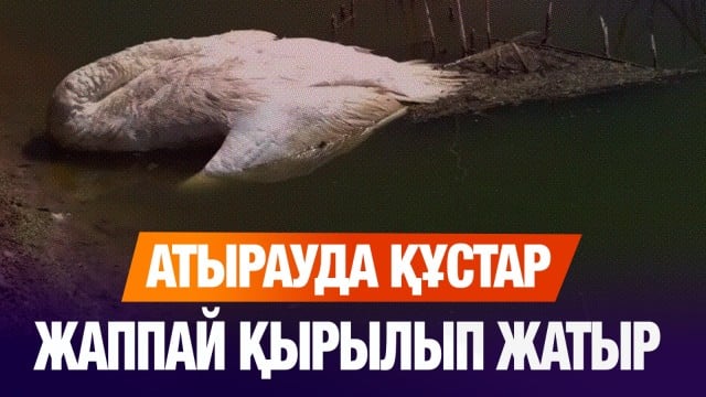 Құстардың өлексесі сынамаға жіберілді