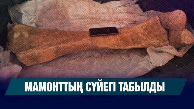 Мамонттың сүйегі табылды