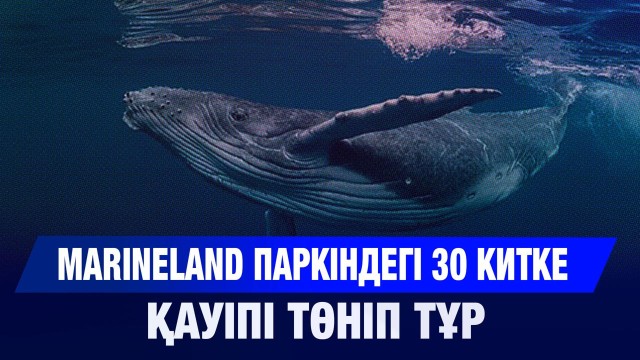 Marineland паркіндегі 30 китке қауіпі төніп тұр