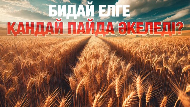 Бидай өндірісі: ауыл шаруашылығында қандай жетістік бар?
