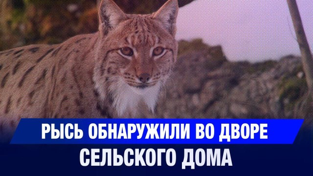 Рысь обнаружили во дворе сельского дома