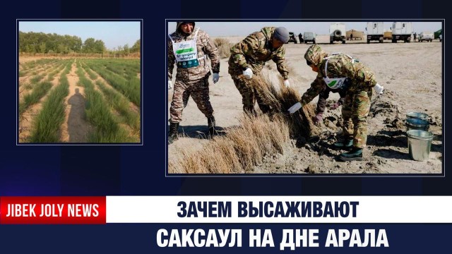 Зачем высаживают саксаул на дне Арала