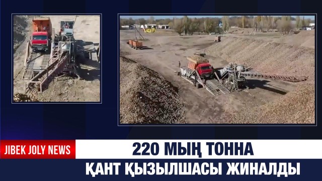 220 мың тонна қант қызылшасы жиналды