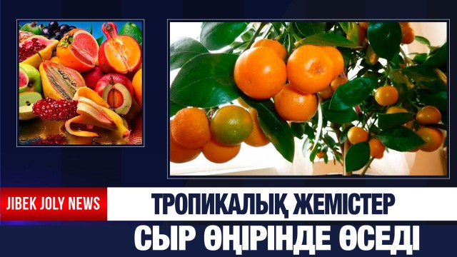 Банан, лимон, мандарин, киви енді Сыр өңірінде өседі