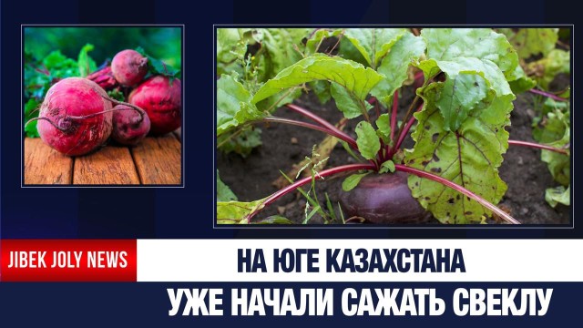 Столовую свёклу начали сажать на юге страны