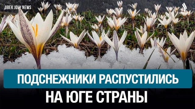Подснежники распустились на юге страны