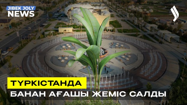 Түркістанда банан ағашы жеміс салды