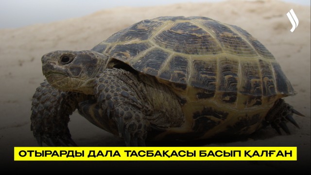 Техника астында қалмас үшін тасбақалар қауіпсіз жерге көшірілді