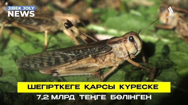 Шегірткеге қарсы күреске 7,2 млрд теңге бөлінген