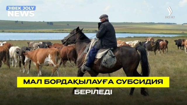 Мал бордақылауға субсидия беріледі