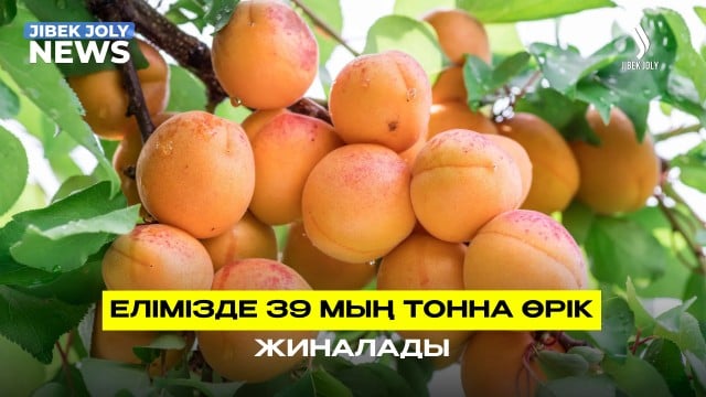 Елімізде 39 мың тонна өрік жиналады