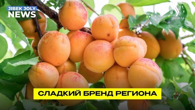 Фестиваль абрикосов объединил фермеров и учёных
