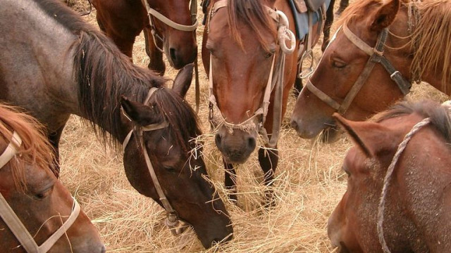 Kazakhstan intends to provide state support for preserving domestic horse breed