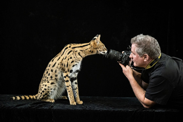 editor-joel-sartore-photo-ark-serval-lincoln-childrens-zoo-nebraska-0722-OSTTrQ4T17.jpg