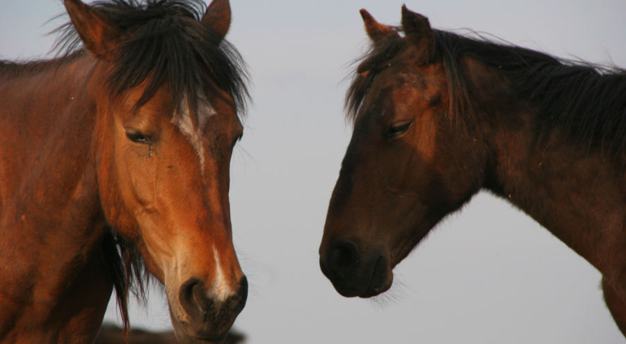 Старинную казахскую породу лошадей «Казанат» возродят в РК