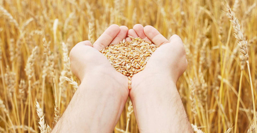 Experts of Kazakh Grain Union announce grain outlook