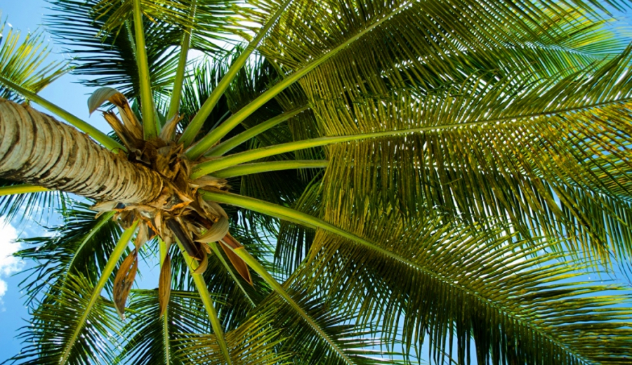 Exotic palms grow in Aktau