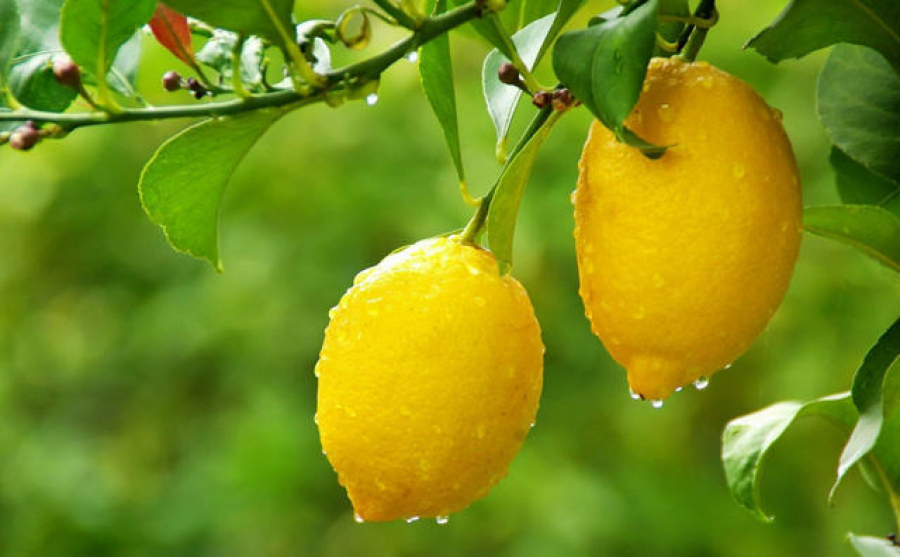 Түркістандық бағбандар лимон өсіреді