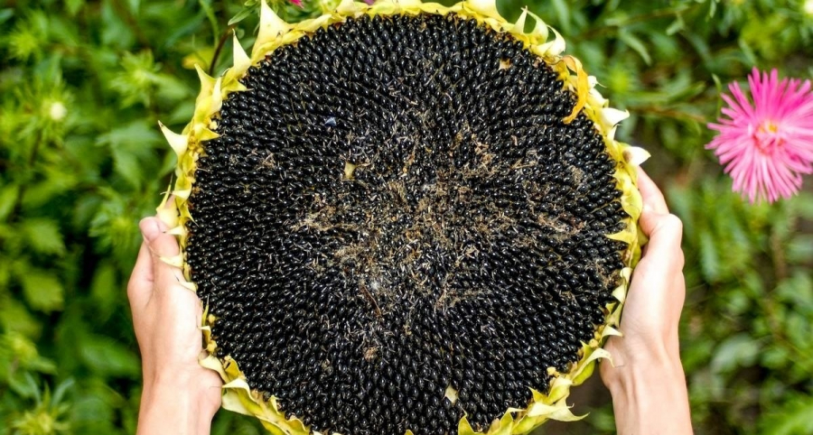 Kazakhstan introduces restrictions on sunflower seeds export
