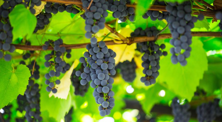 Grapes grown in Zhetissai district are in great demand throughout Kazakhstan