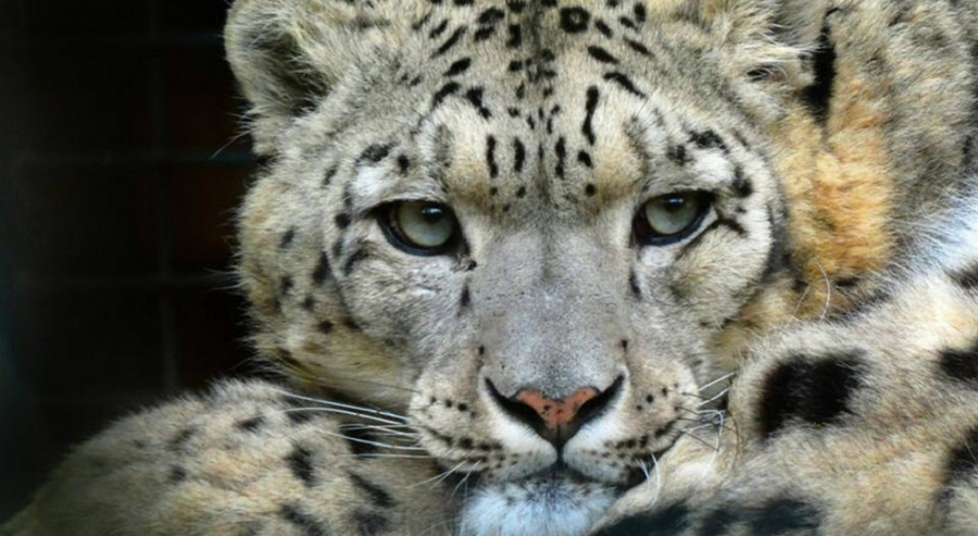 New habitat of snow leopards found in Altyn Emel National Park