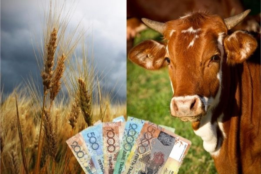 Kazakhstan resumes subsidies for farmers