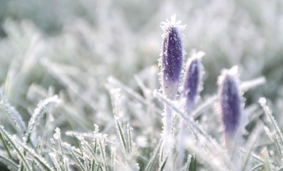 Frost expected in southern regions of Kazakhstan