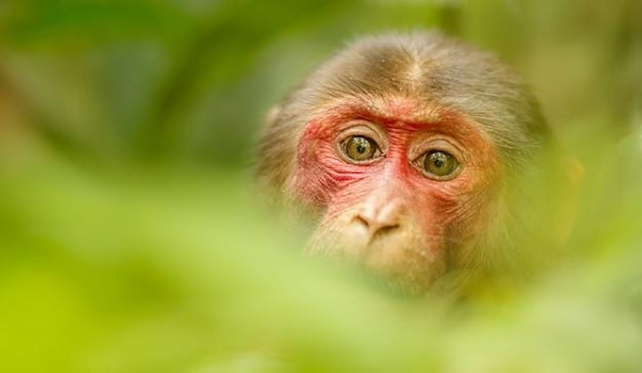 В мире растет число заболевших оспой обезьян