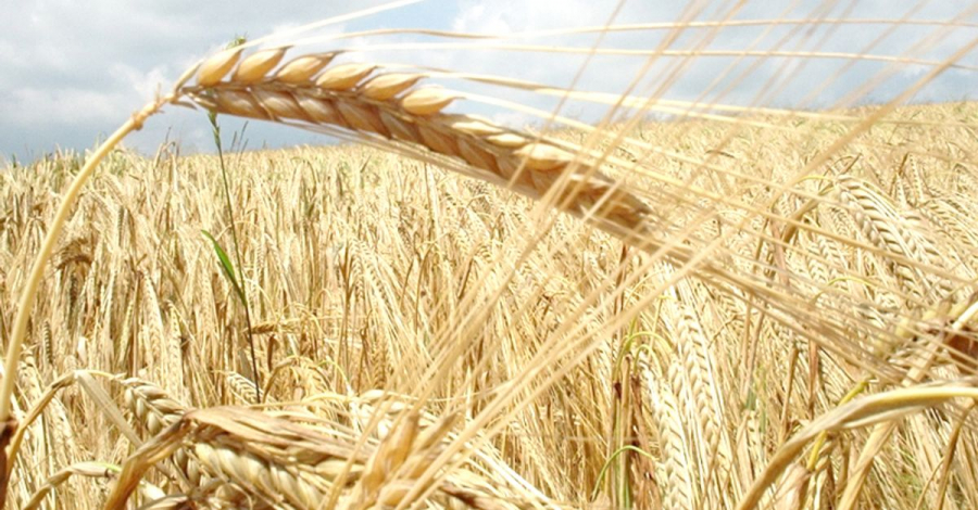 Harvesting campaign continues in Kazakhstan