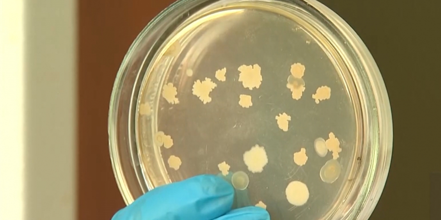 Қазақстандық ғалымдар бактериядан пластик өніріп шығарды