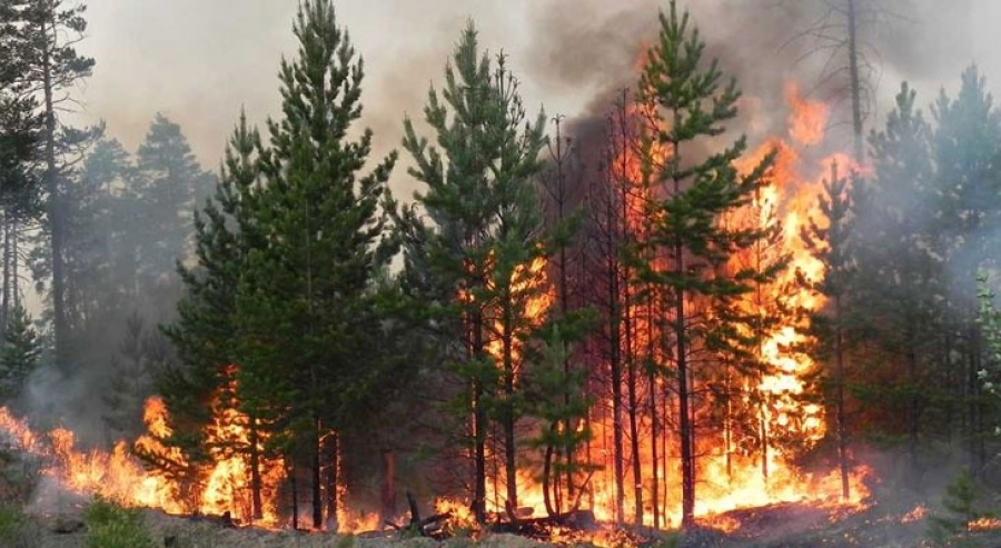 42 весенних лесных возгораний зафиксировали в Казахстане